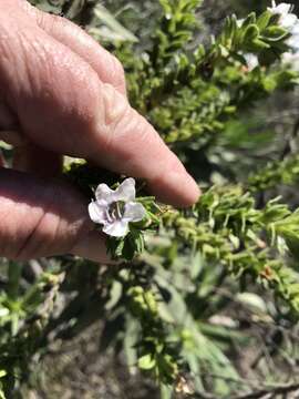 Image of Echium onosmifolium Webb & Berth.