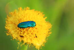 Image of Anthaxia marginata (Thunberg 1787)