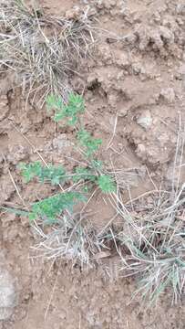 Image of Madeira Dyer's greenweed