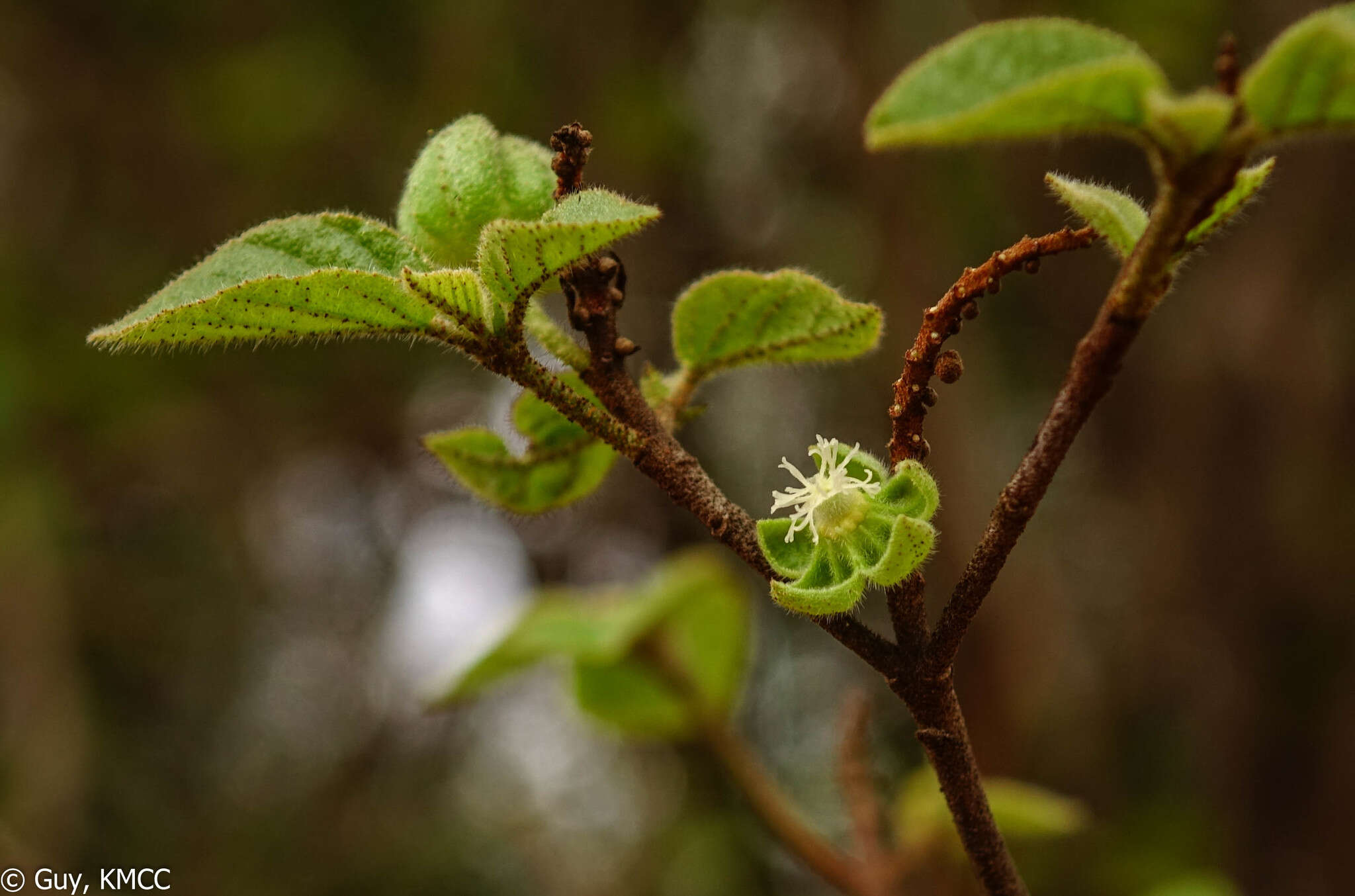 Image of Croton danguyanus Leandri