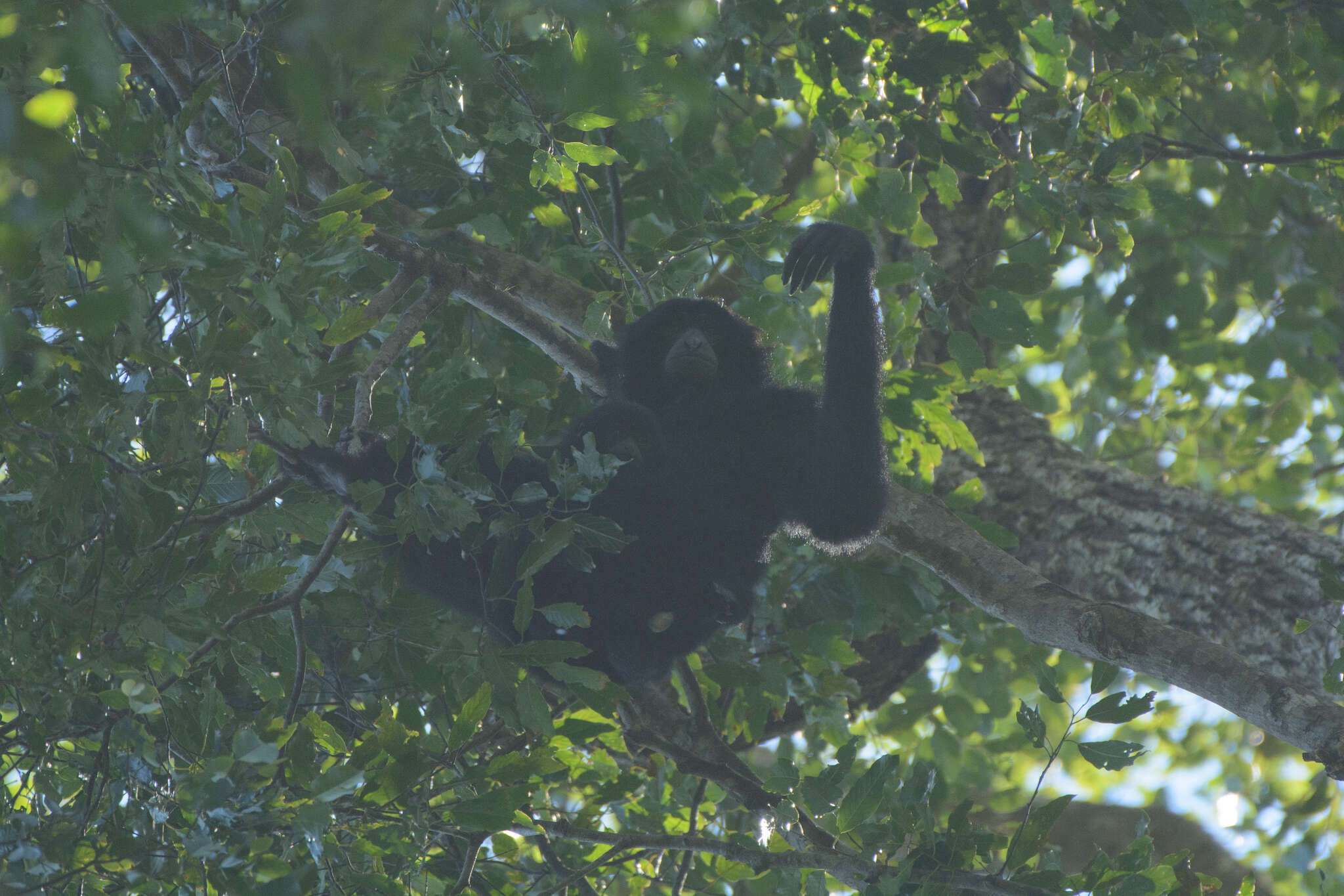 Image of siamang