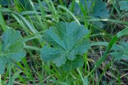 Image of dwarf checkerbloom