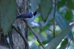 Image of Spot-winged Monarch