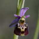 Image of Ophrys fuciflora subsp. elatior (Paulus) R. Engel & P. Quentin