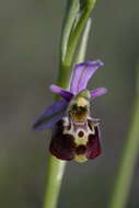 Image of Ophrys fuciflora subsp. elatior (Paulus) R. Engel & P. Quentin