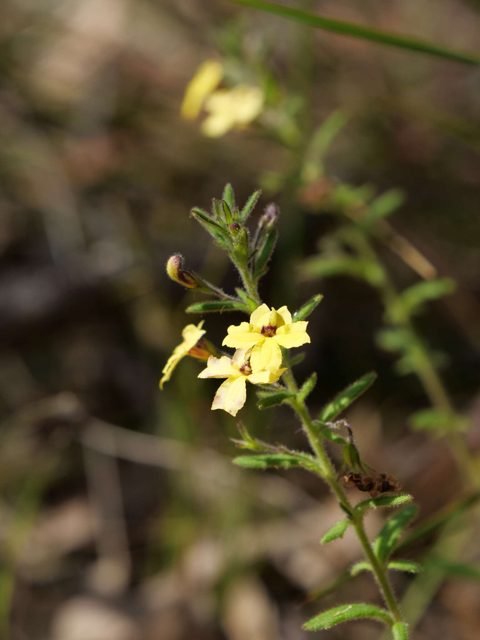 Image of Goodenia heterophylla Sm.