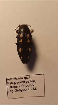 Image of Painted Jewel Beetle