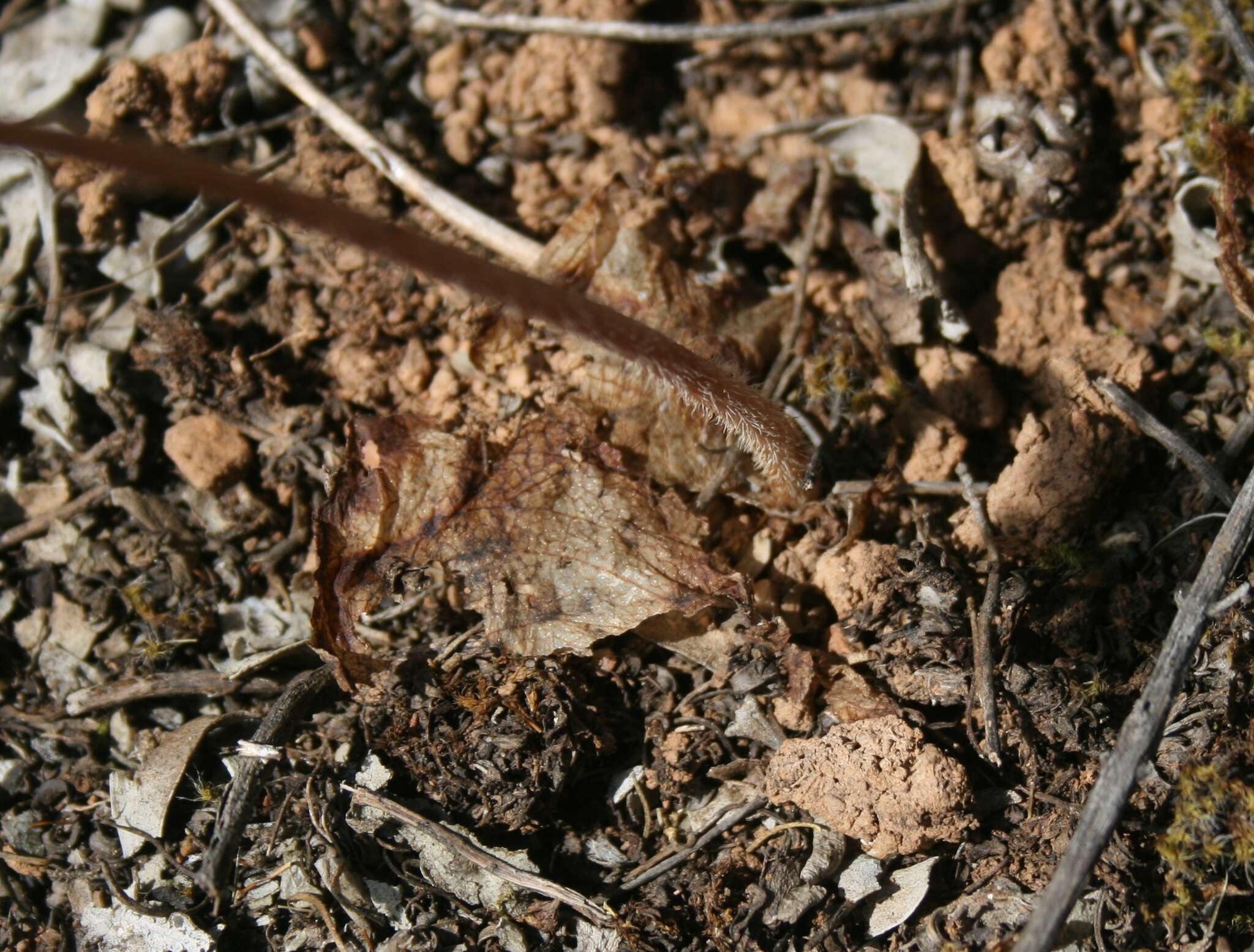 Imagem de Holothrix burchellii (Lindl.) Rchb. fil.