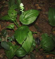 Image of Drimiopsis maculata Lindl. & Paxton