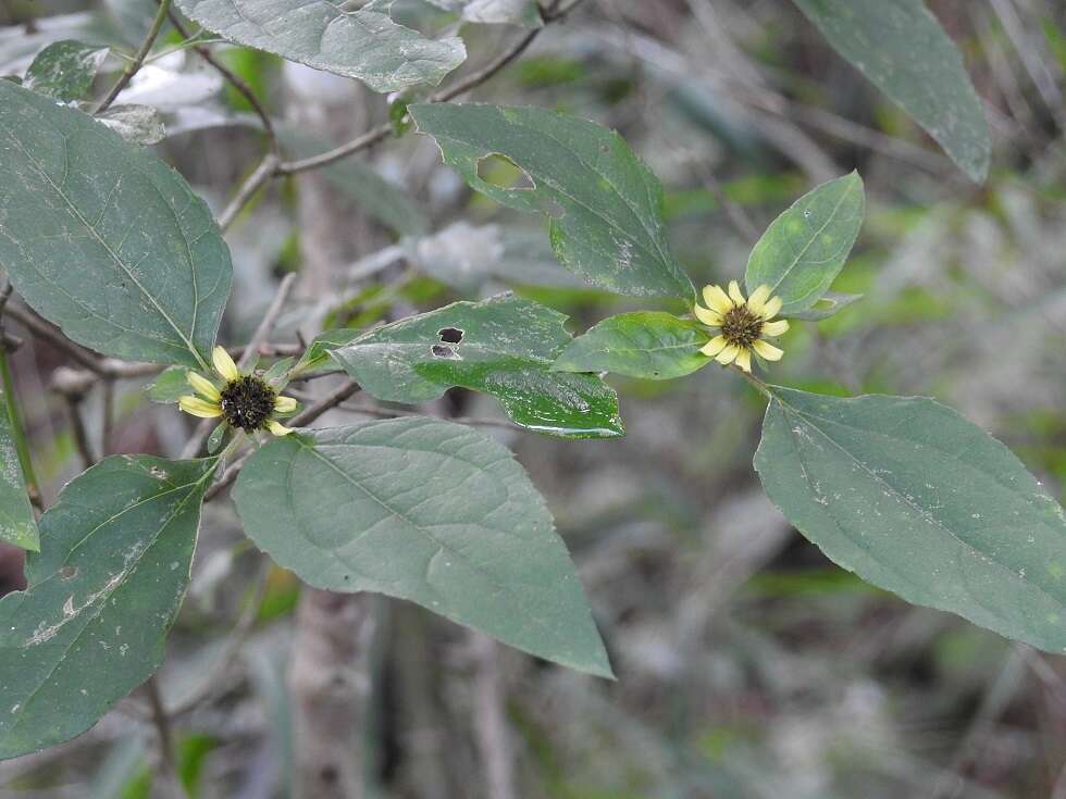 Philactis zinnioides Schrad. resmi