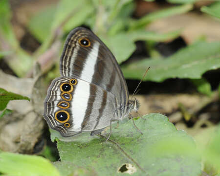 صورة Euptychoides albofasciata Hewitson 1869