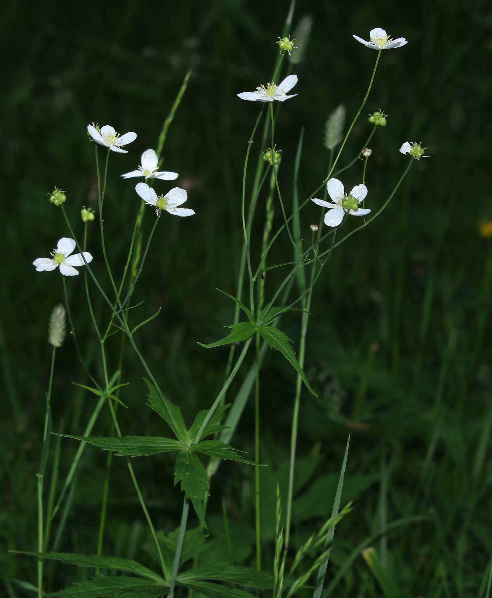 Plancia ëd Ranunculus platanifolius L.