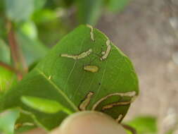 Image of Gonipterus platensis Marelli 1926