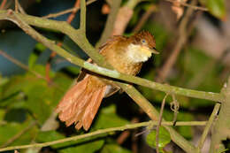 Image of Pernambuco Foliage-gleaner