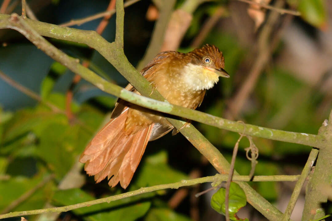 Image of Pernambuco Foliage-gleaner