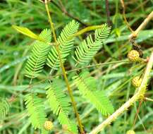 Image of Mimosa quadrivalvis var. diffusa (Rose) Barneby