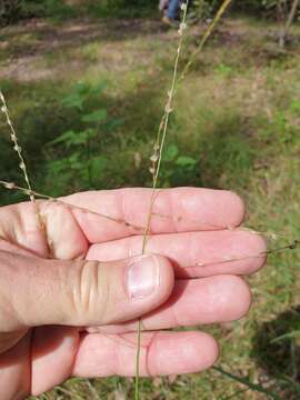 Image de Digitaria ammophila (Benth.) Hughes