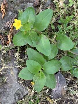 Image of Lysimachia azorica Hornem. ex Hook.