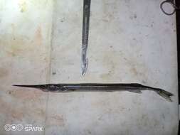 Image of Senegal needlefish