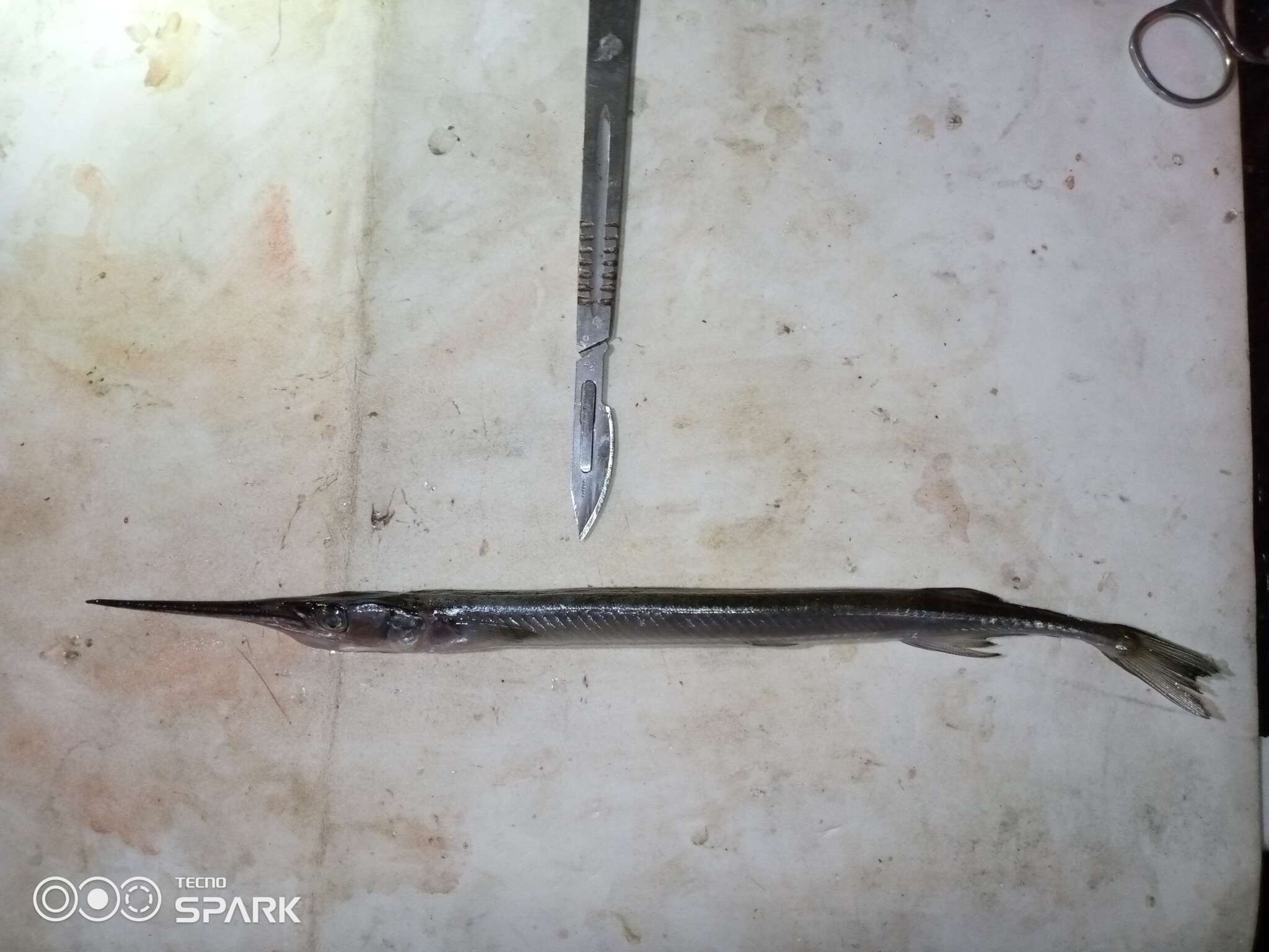 Image of Senegal needlefish