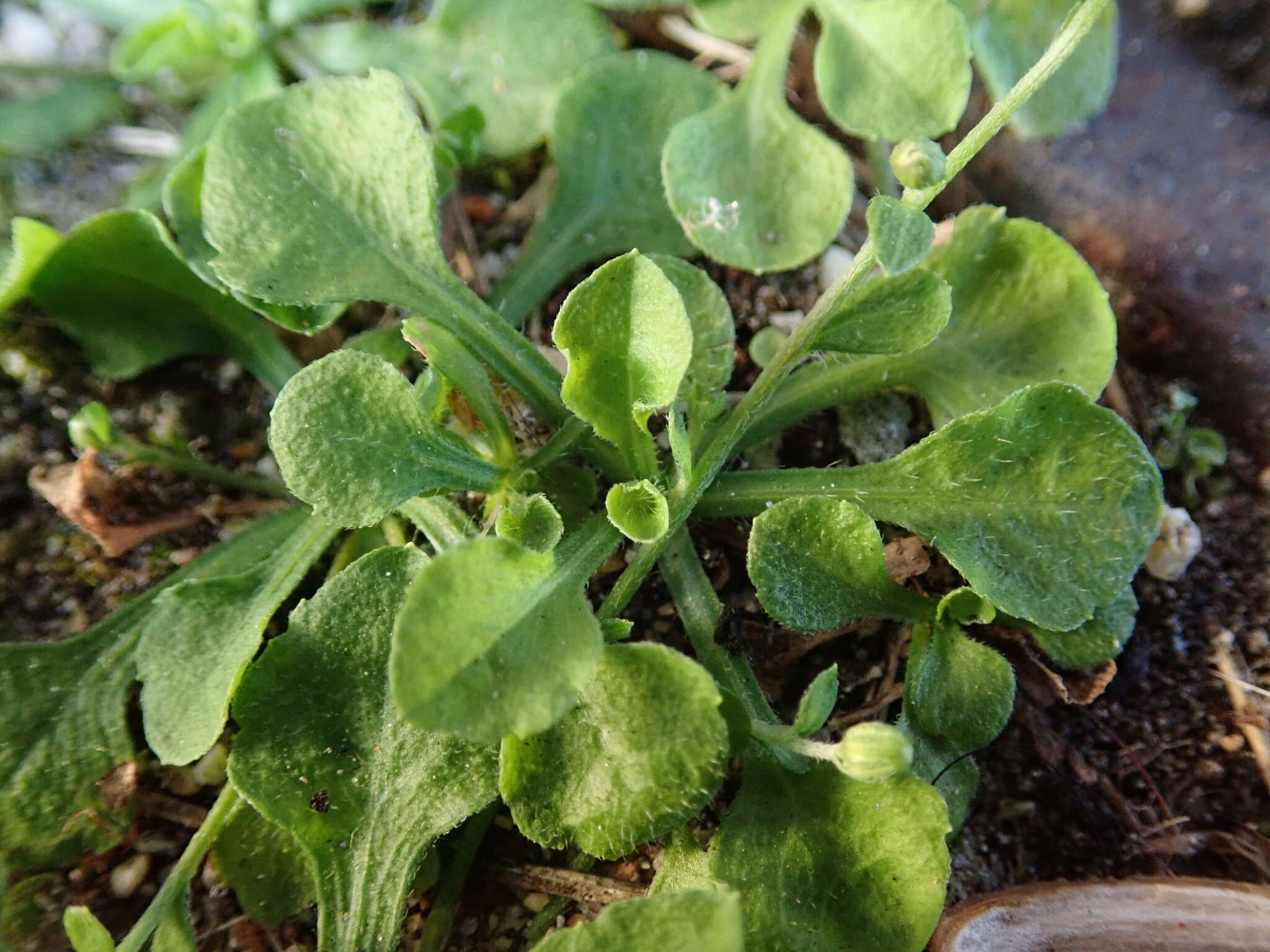 Слика од Erigeron bellioides DC.