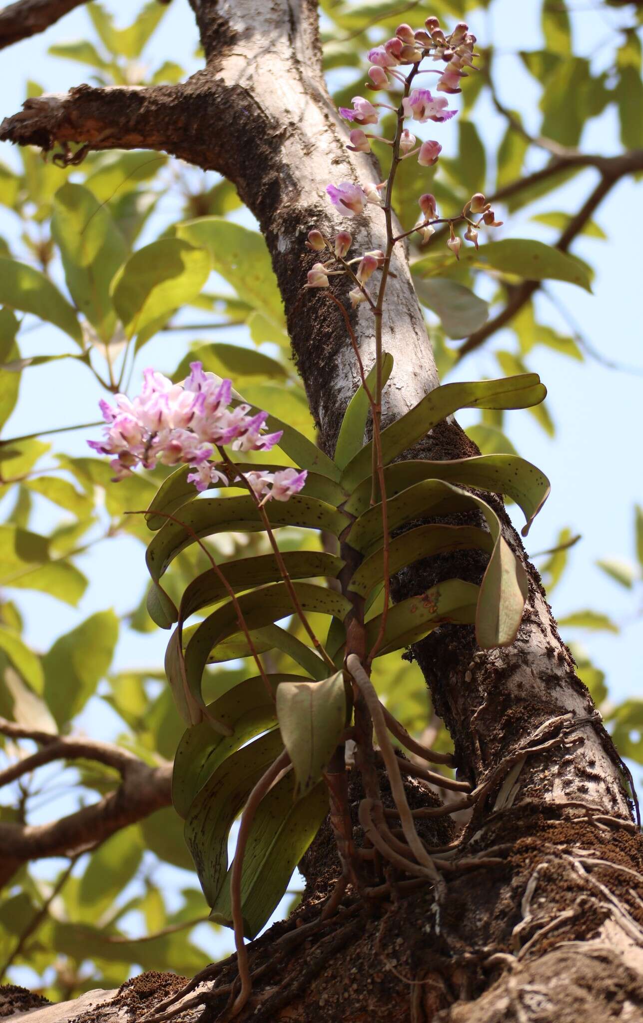 Image of Aerides crispa Lindl.