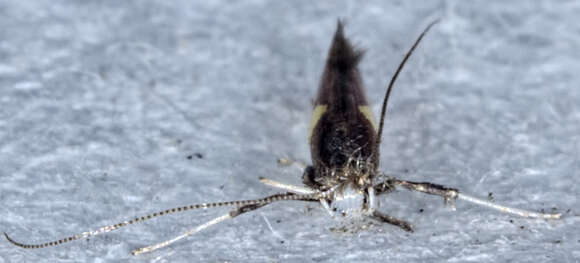 Image of Caloptilia belfragella (Chambers 1875)