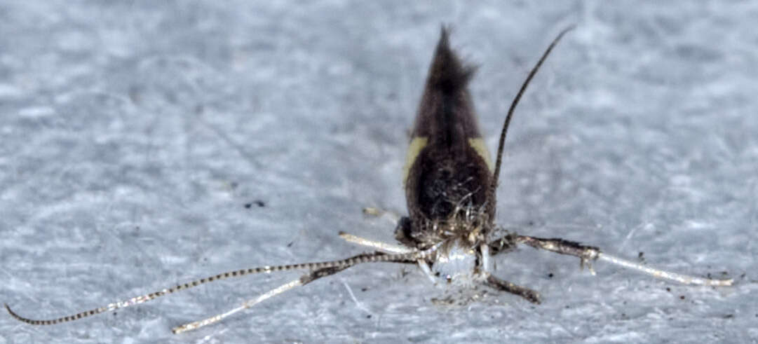 Image of Caloptilia belfragella (Chambers 1875)