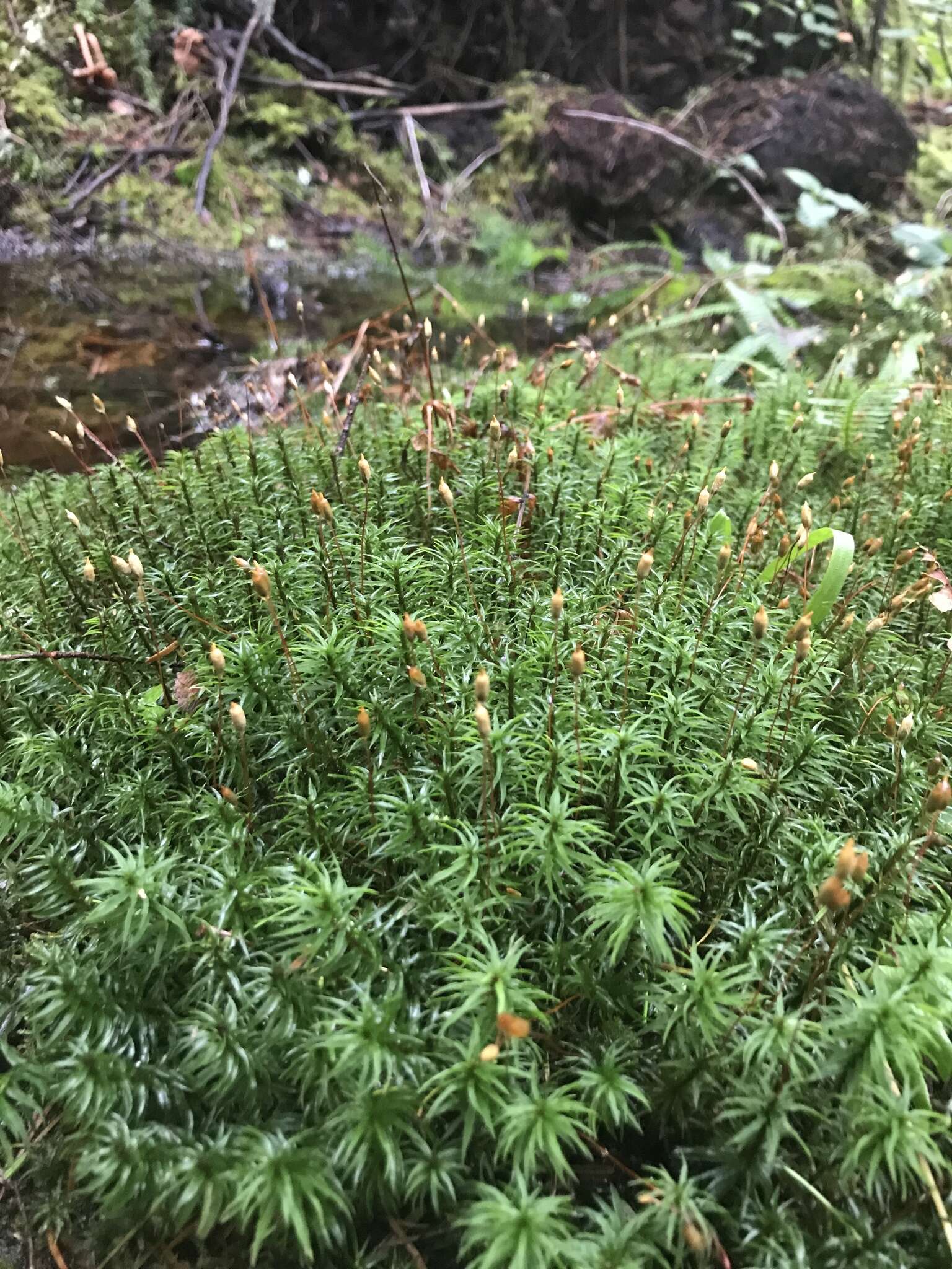 Image of contorted pogonatum moss