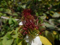 Image de Combretum racemosum Beauv.