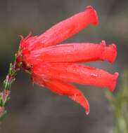 Imagem de <i>Erica <i>cerinthoides</i></i> subsp. cerinthoides