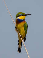 Image of Blue-breasted Bee-eater