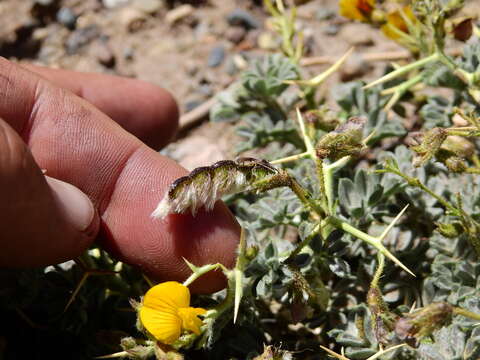 Image de Adesmia echinus C. Presl