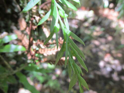 Image de Tmesipteris elongata Dangeard