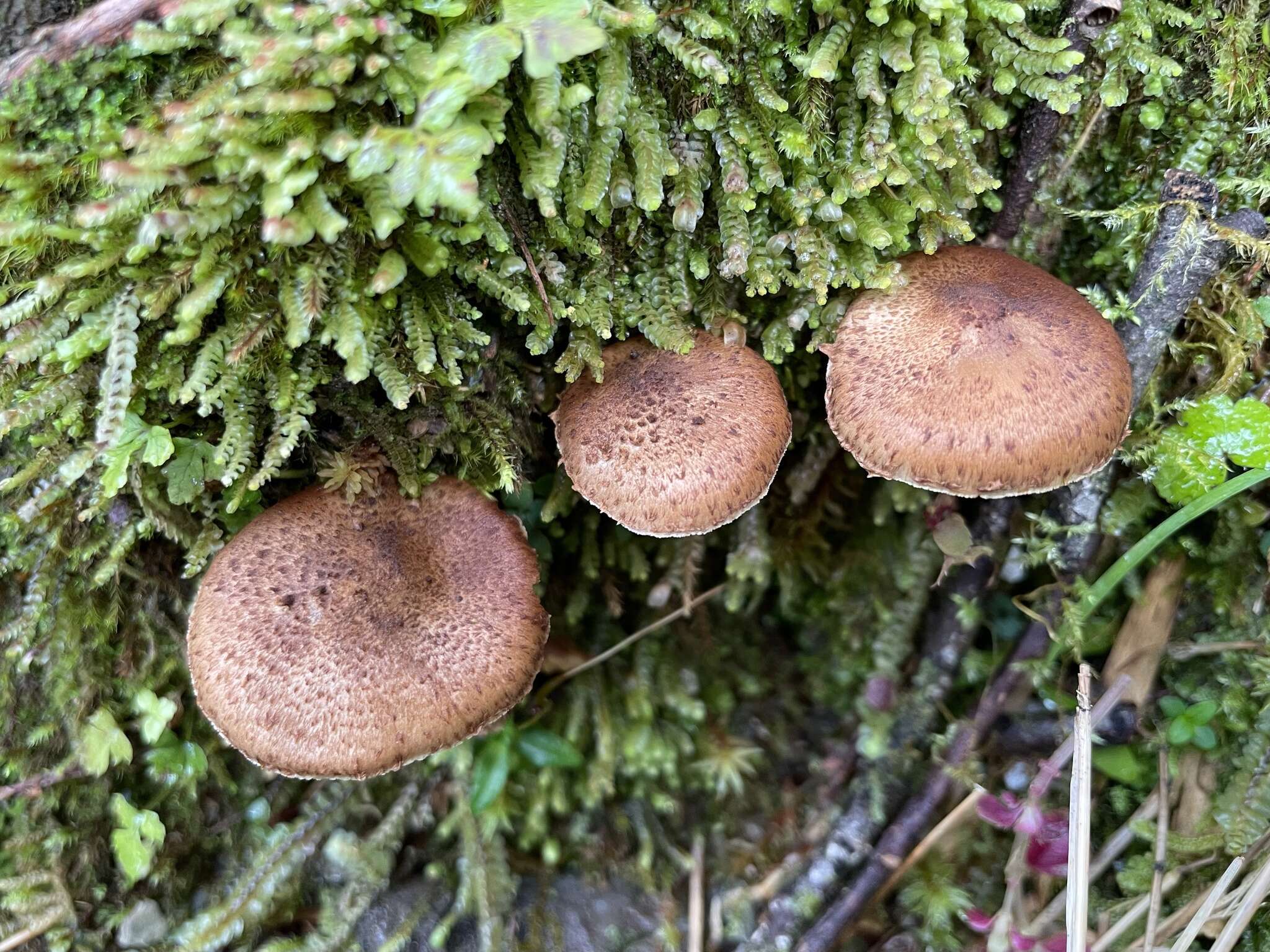 Plancia ëd Echinoderma calcicola (Knudsen) Bon 1991