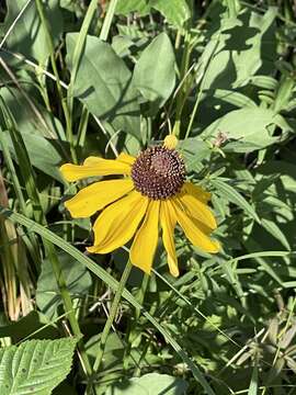 Image of rough coneflower