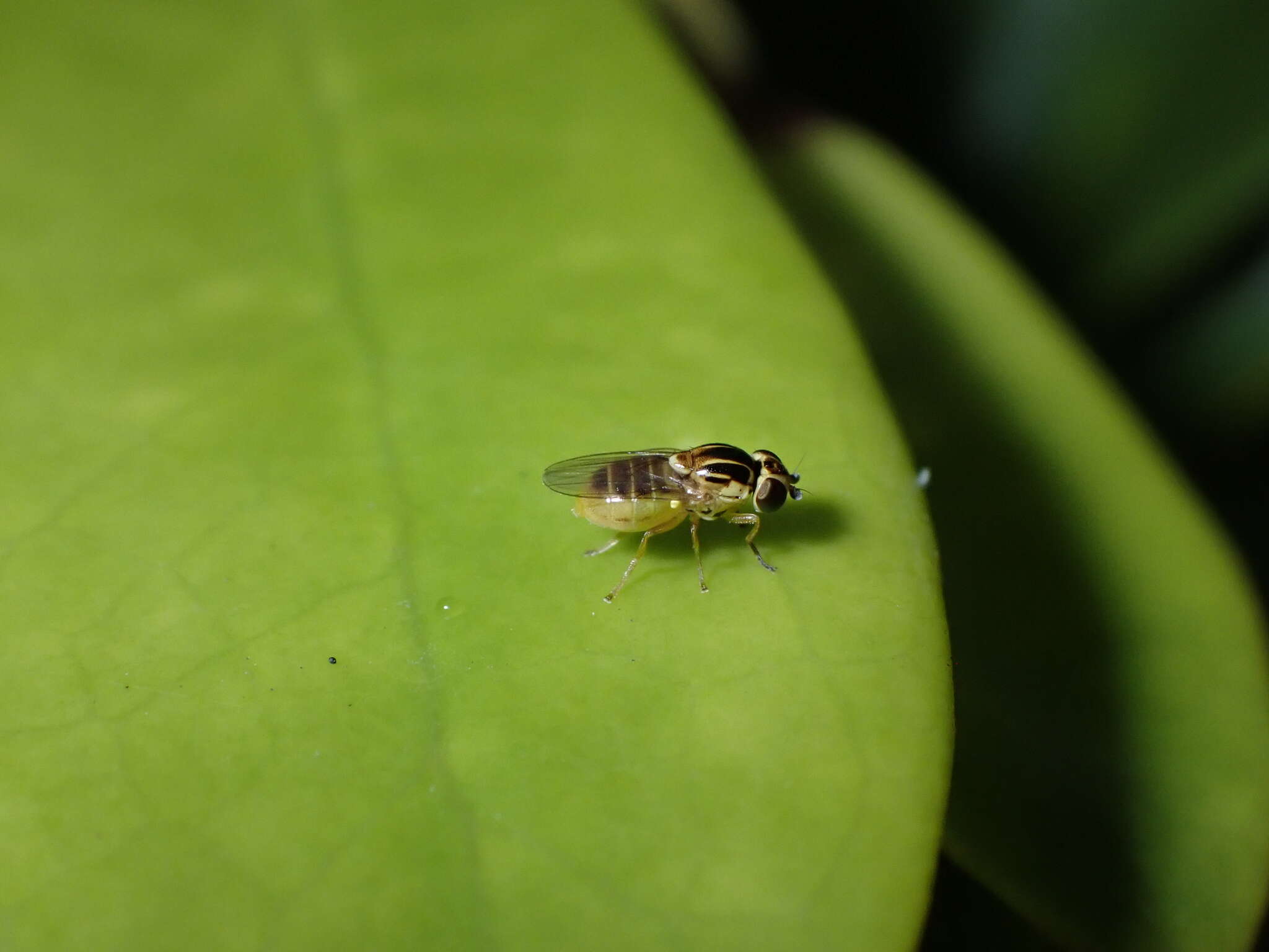 Image of Thaumatomyia notata (Meigen 1830)