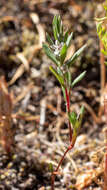 Image of Cascade knotweed