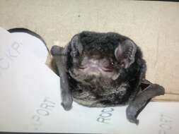 Image of Gould's Wattled Bat