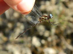 Image of Macrothemis celeno (Selys ex Sagra 1857)