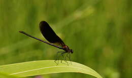 Image of Copper Demoiselle