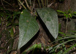 Image of Anthurium urvilleanum Schott