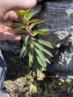 Image of Euphorbia wallichii Hook. fil.