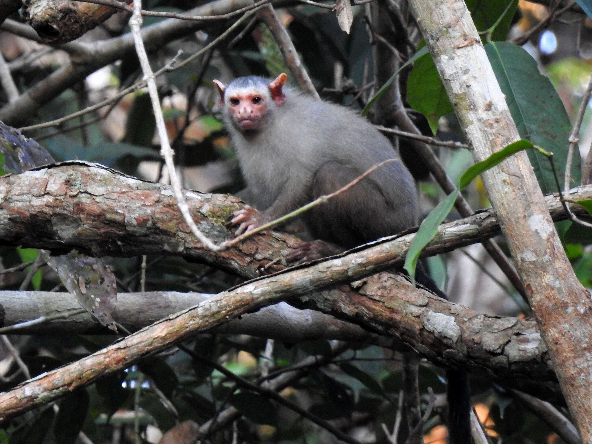 Image of Marmoset