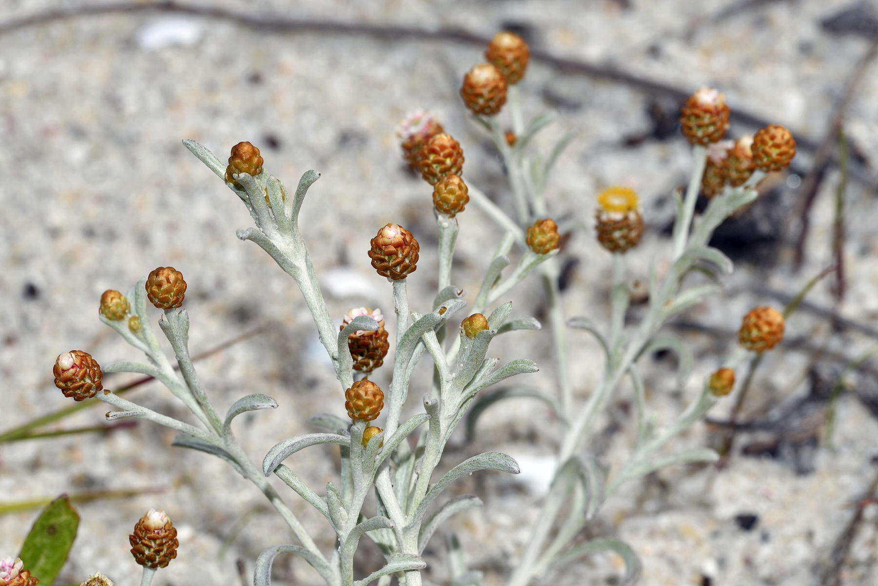 Image of Helichrysum cochleariforme DC.