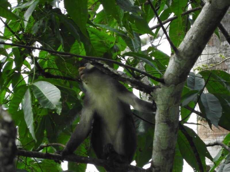 Cercopithecus ascanius whitesidei Thomas 1909 resmi