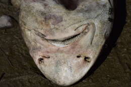 Image of Leopard Shark