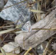 Euphilotes battoides (Behr 1867)的圖片