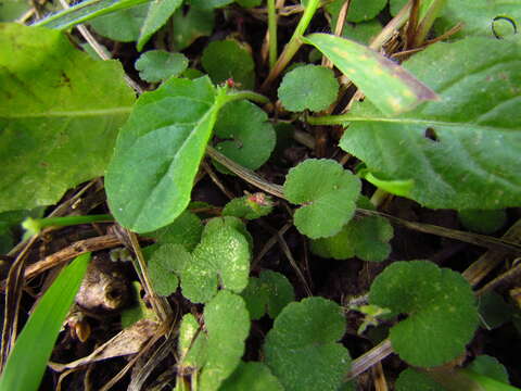 Image de Hydrocotyle exigua (Urb.) Malme