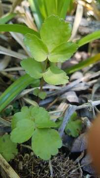 Imagem de Berula erecta subsp. erecta